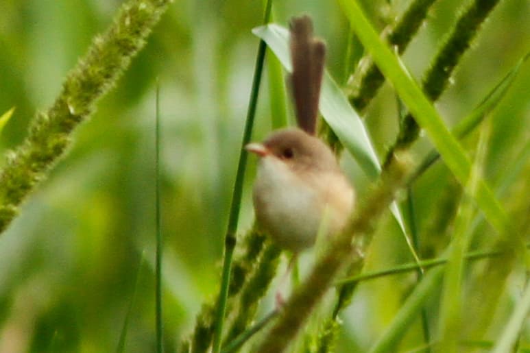 Red-backed Fairywren