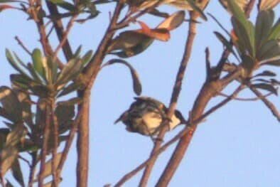 White-cheeked Honeyeater