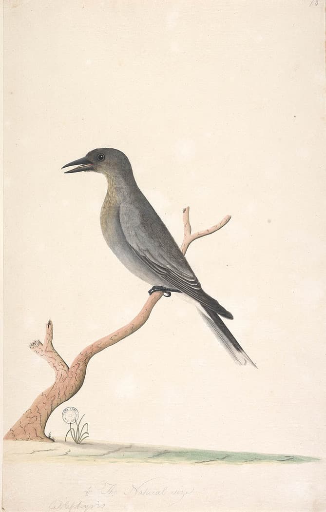 Grey Currawong