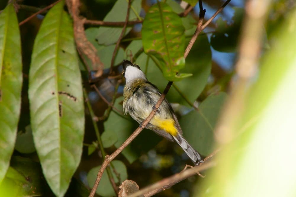 Yellow-breasted Boatbill