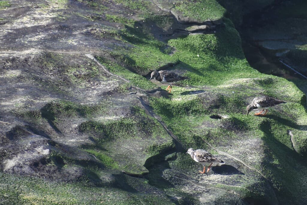 Ruddy Turnstone