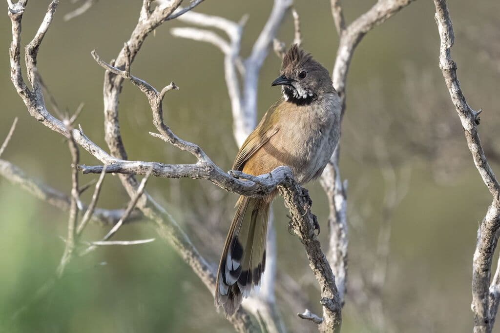 Western Whipbird
