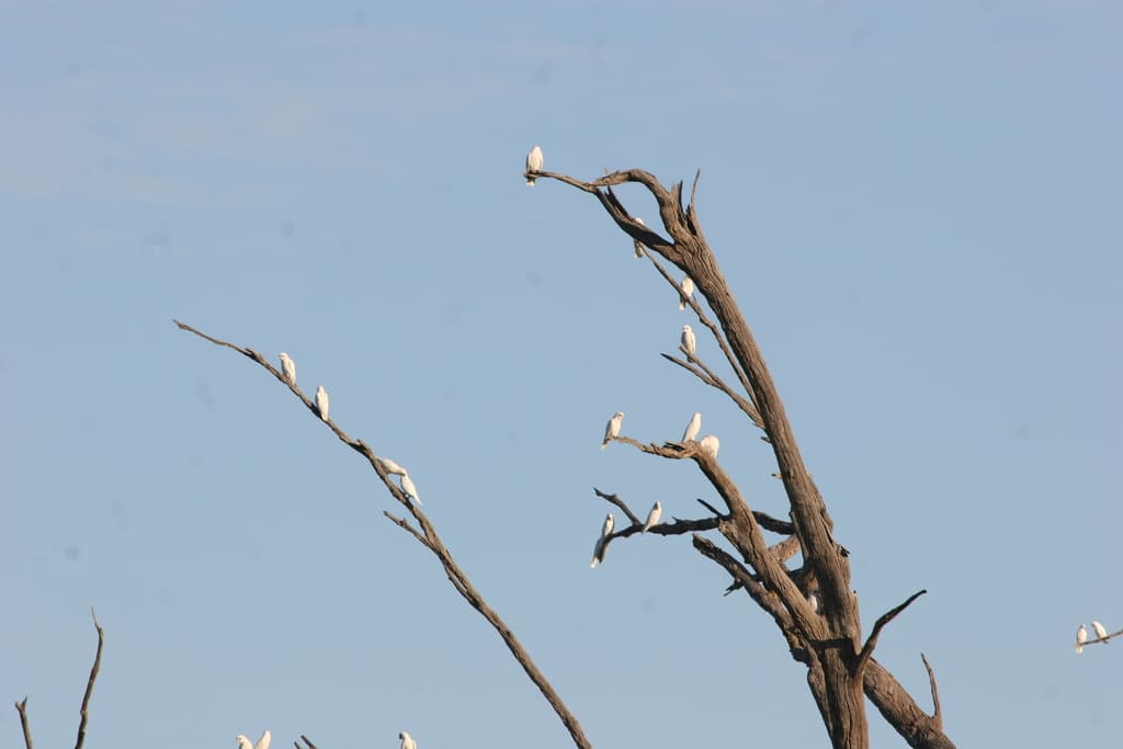 Little Corella