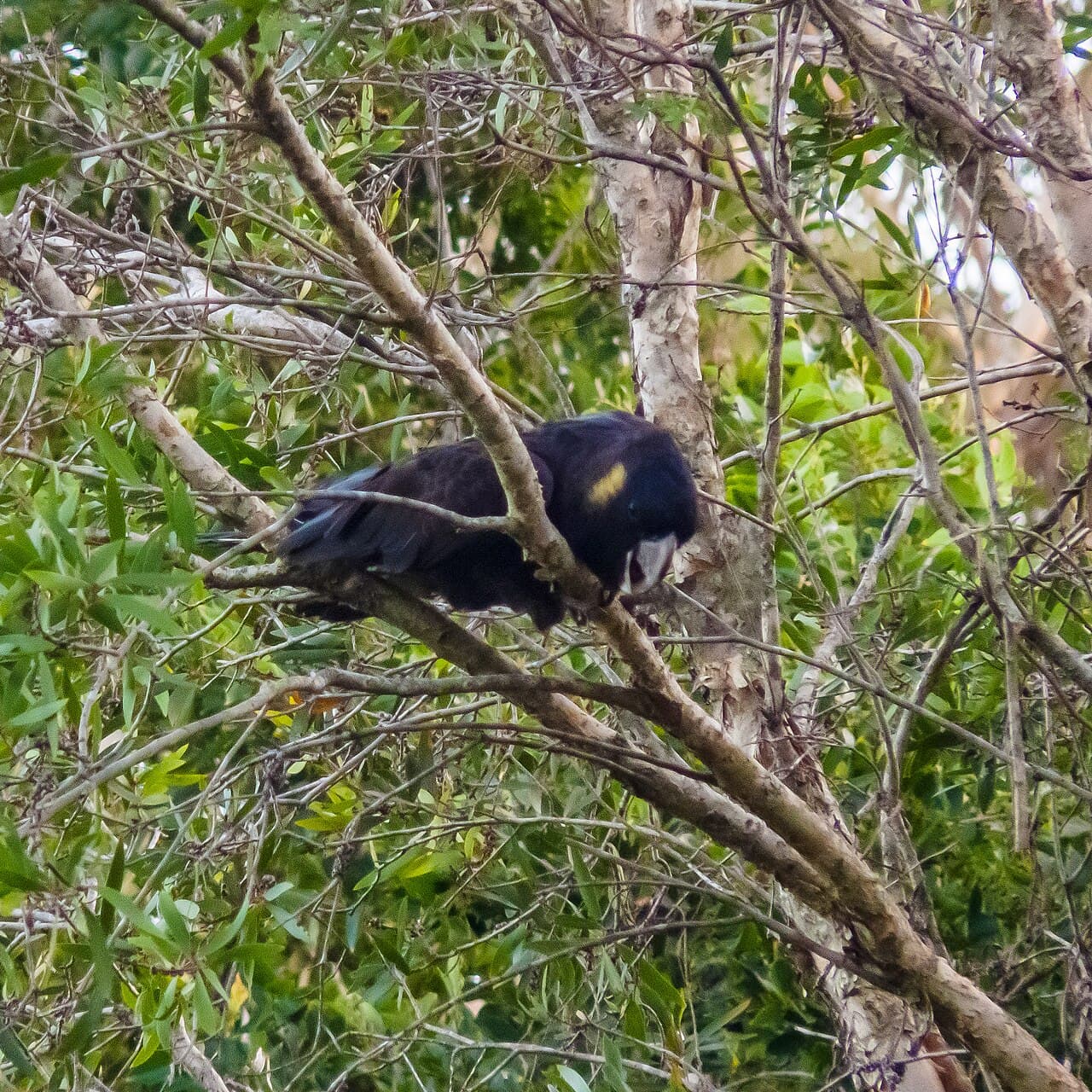 Yellow-tailed Black Cockatoo