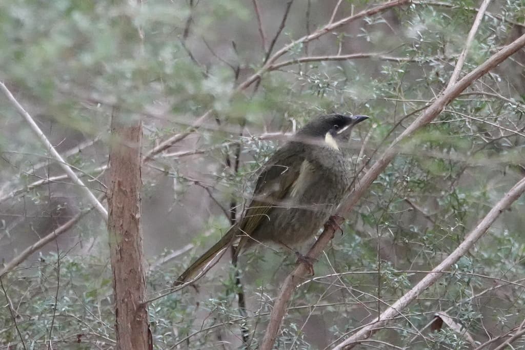 Lewin's Honeyeater