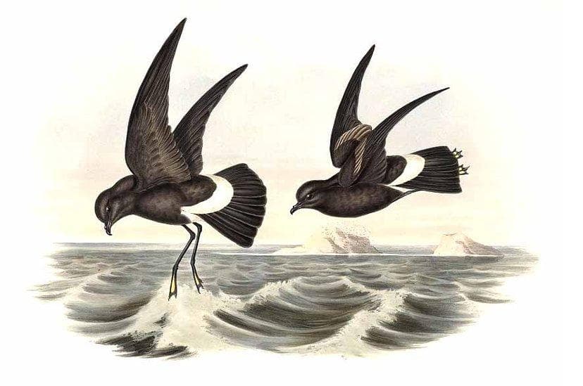 Wilson's Storm Petrel