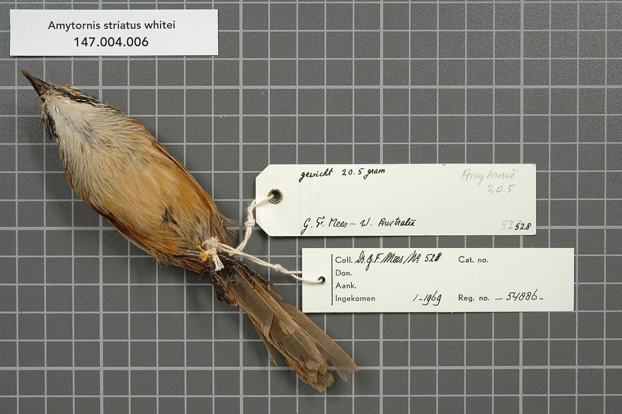 Pilbara Grasswren