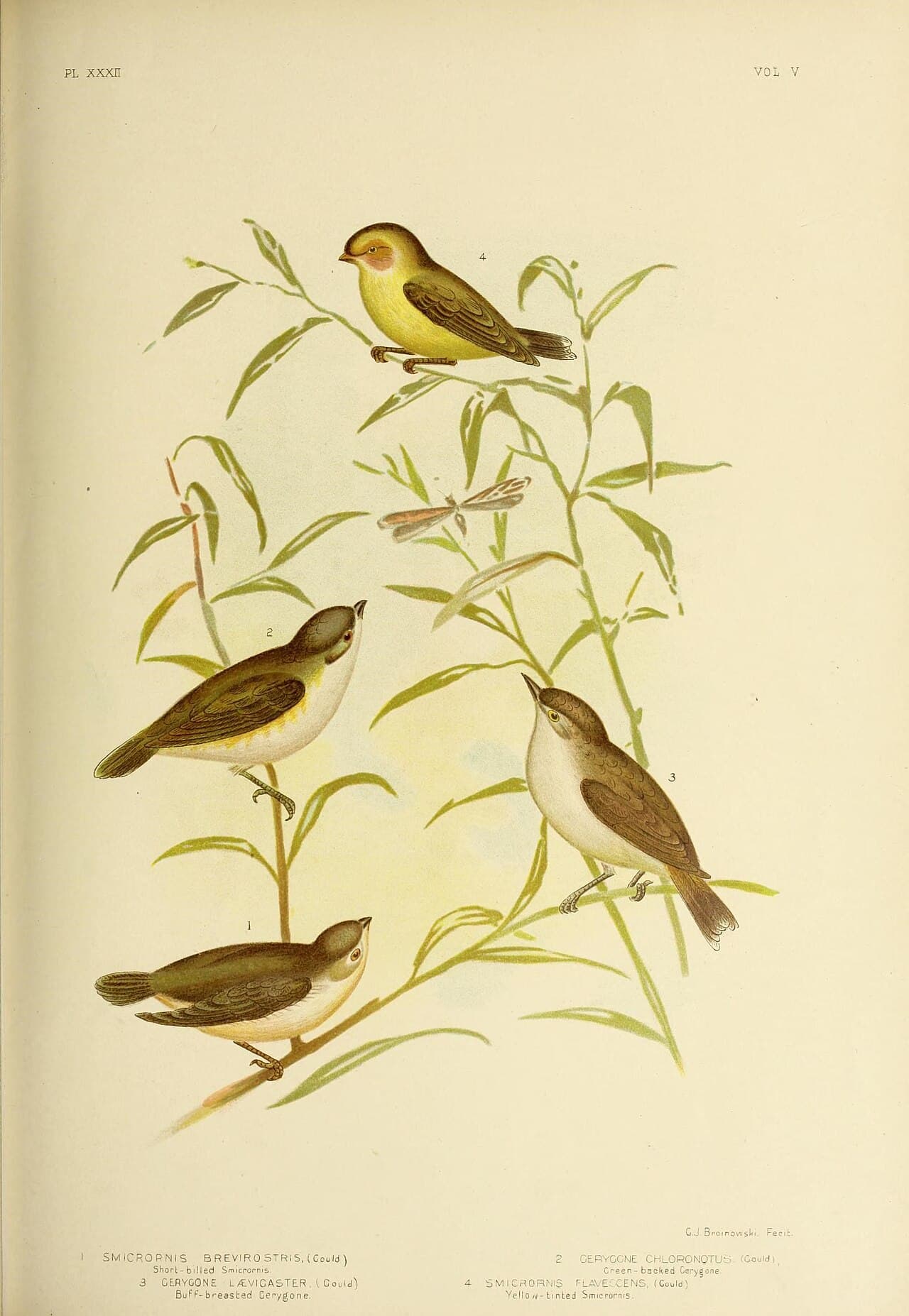 Mangrove Gerygone