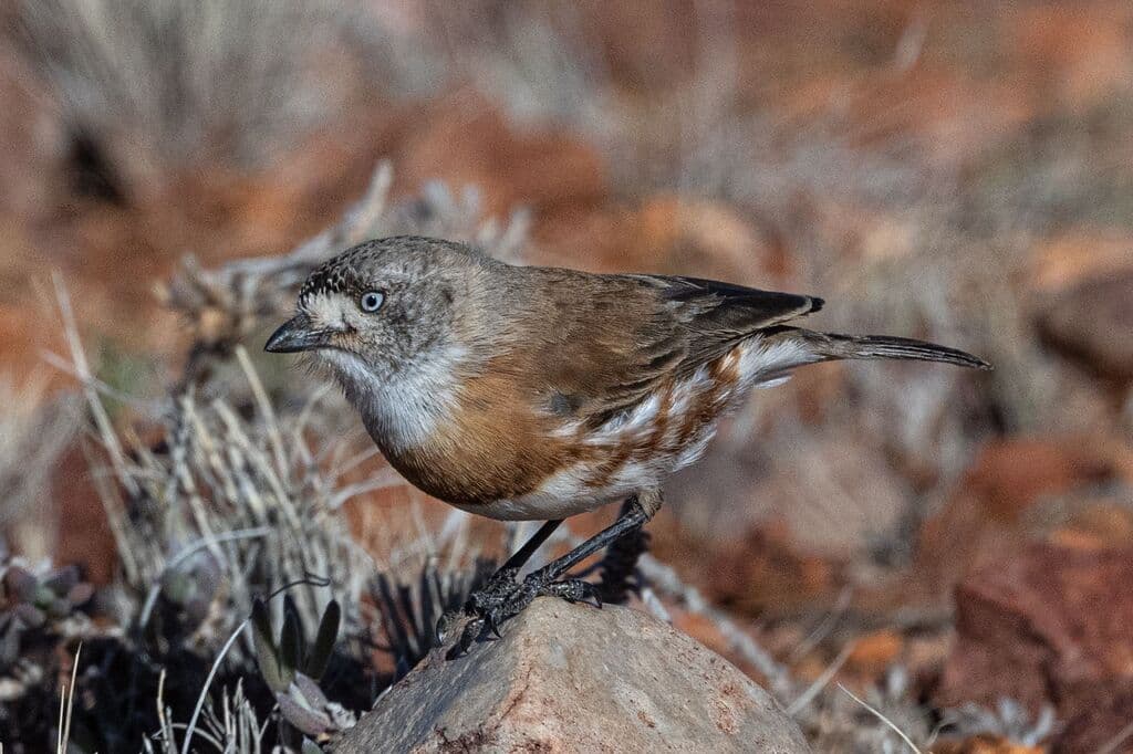 Chestnut-breasted Whiteface