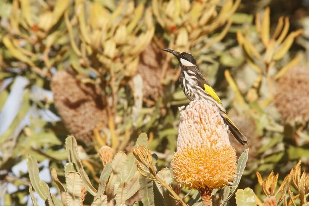 White-cheeked Honeyeater