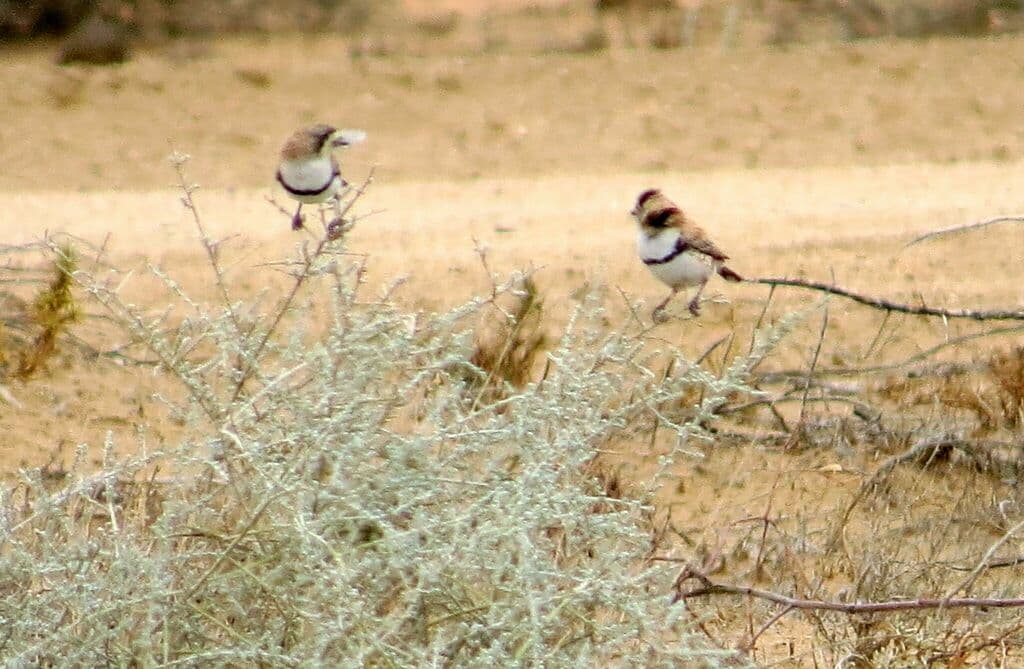 Banded Whiteface