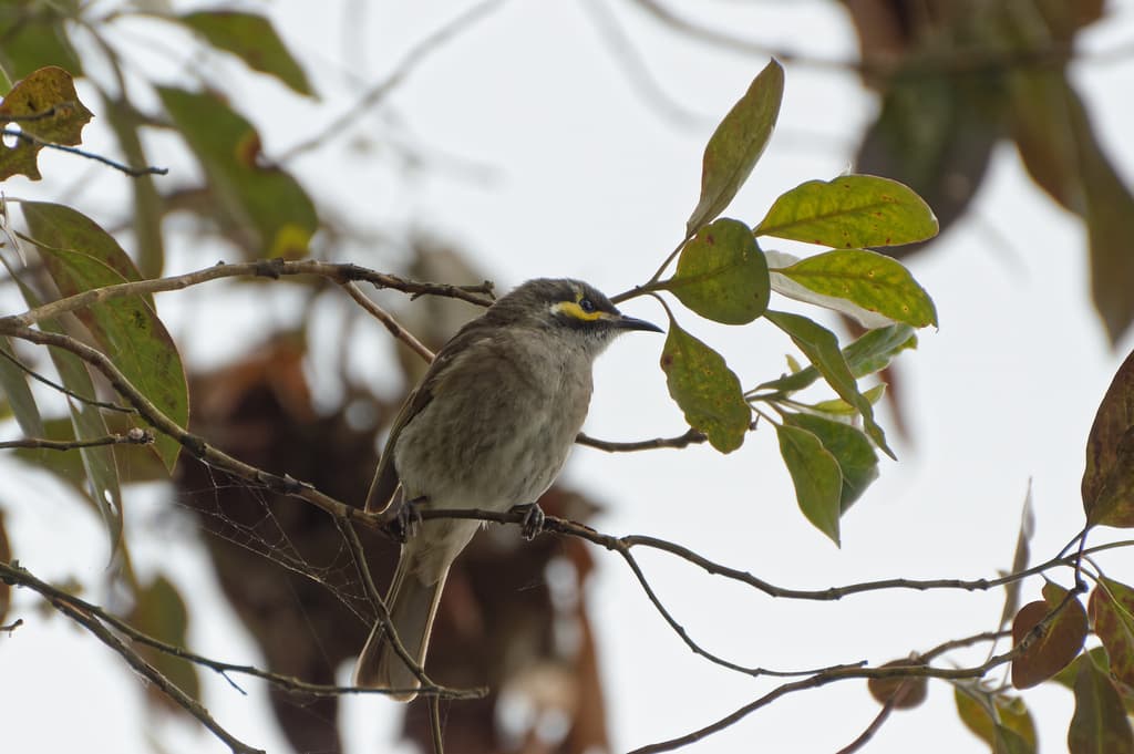 Yellow-faced Honeyeater