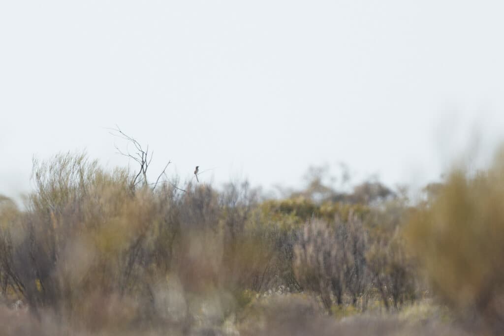 Striated Grasswren