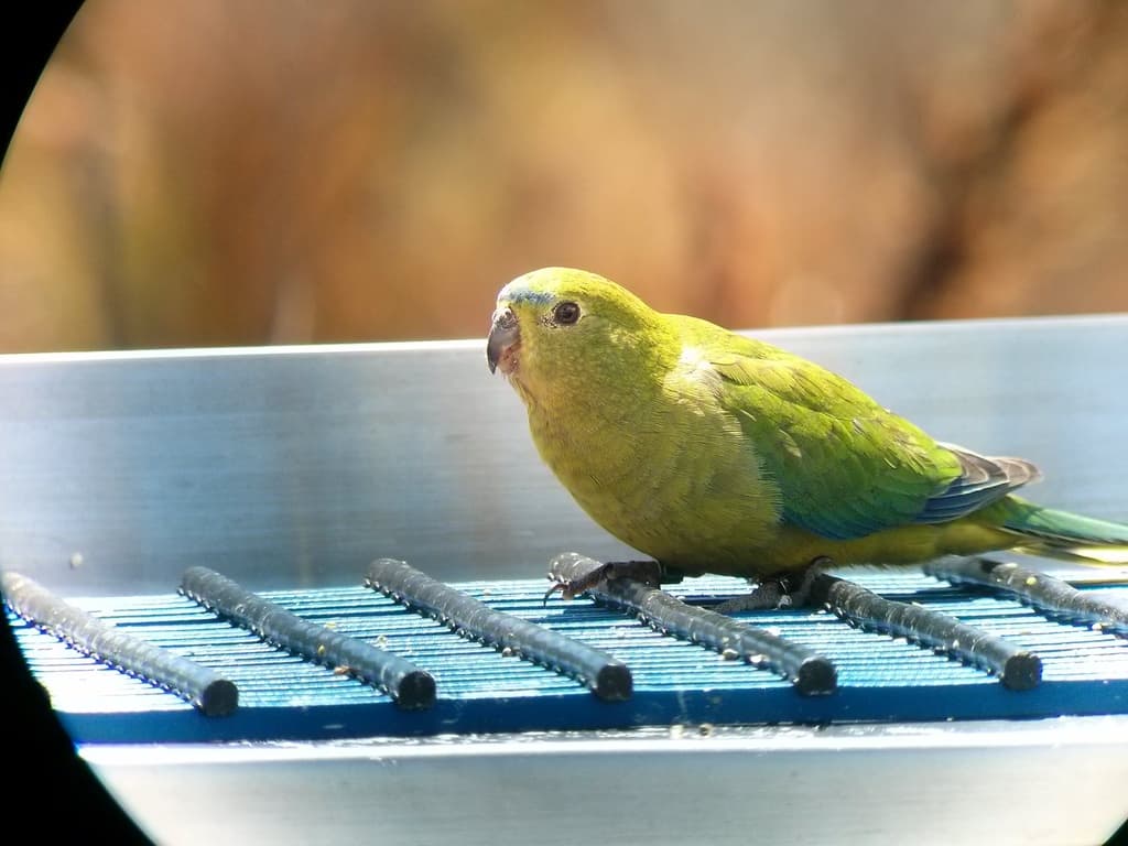 Orange-bellied Parrot