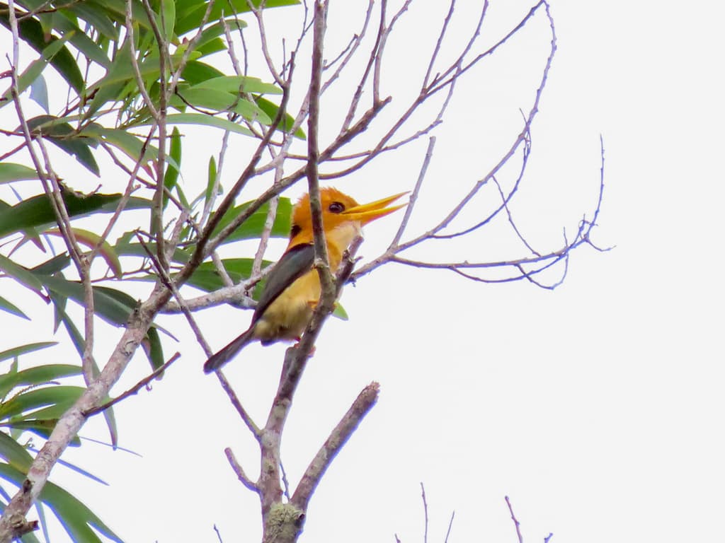 Yellow-billed Kingfisher