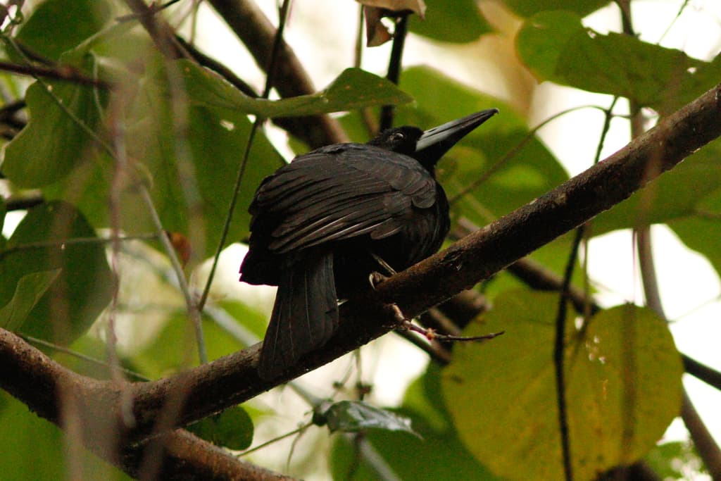 Black Butcherbird