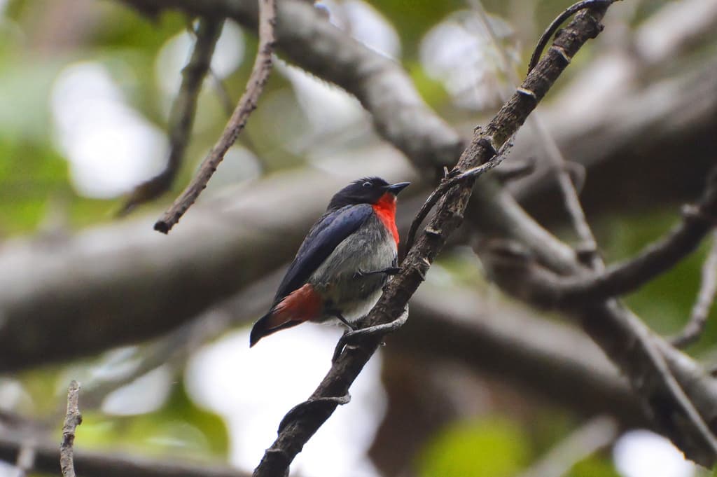 Mistletoebird
