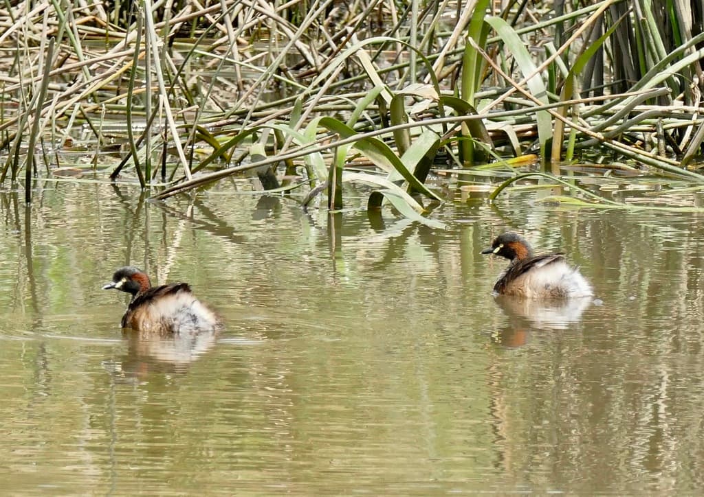 Australasian Grebe