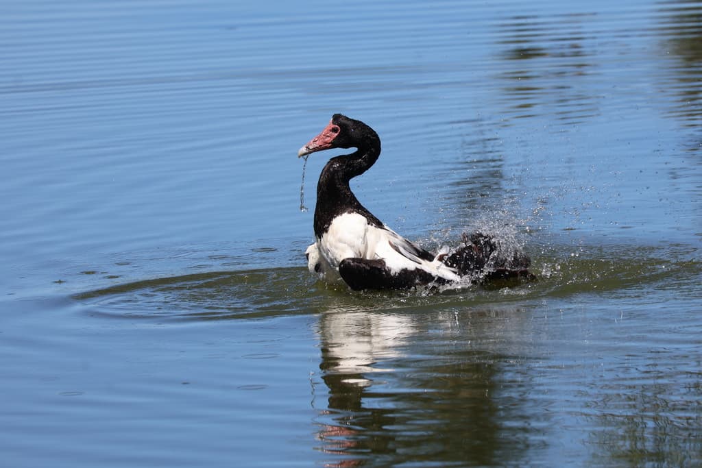 Magpie Goose