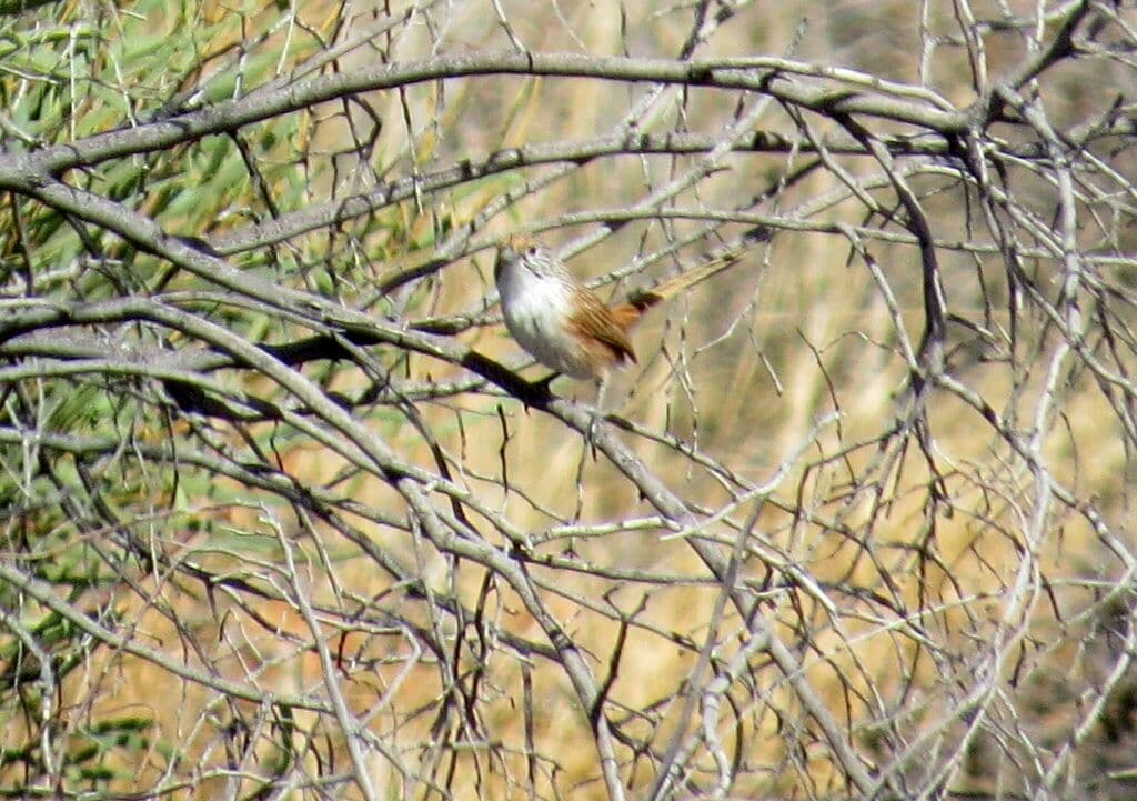 Eyrean Grasswren