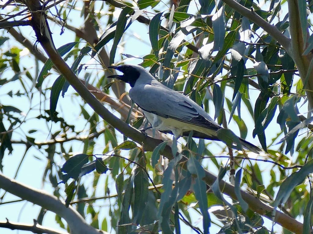 Black-faced Cuckooshrike