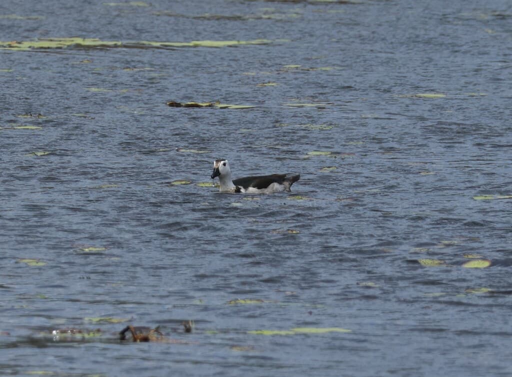 Cotton Pygmy Goose
