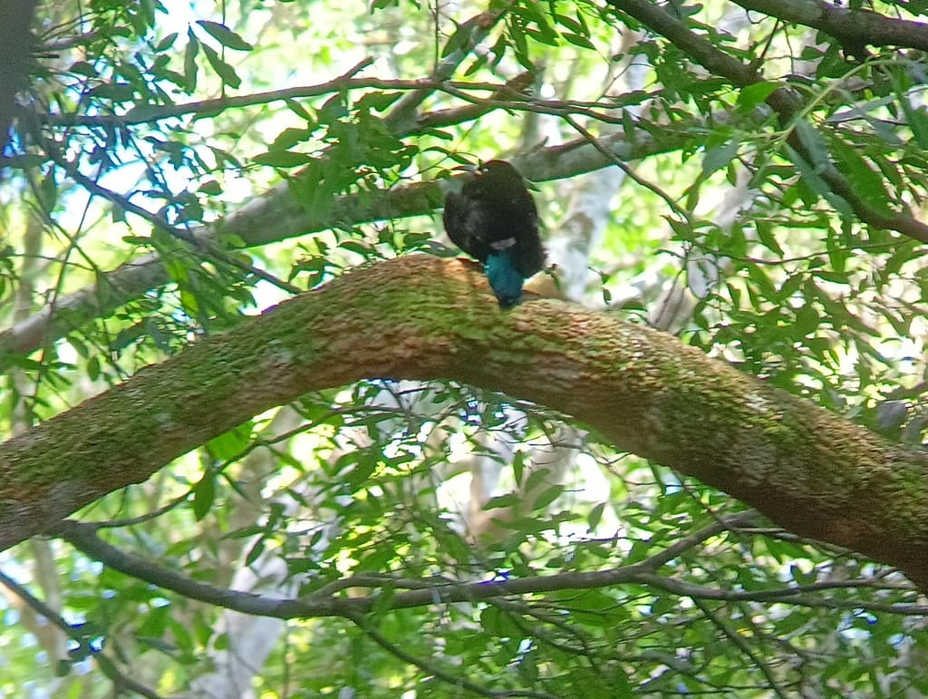 Paradise Riflebird