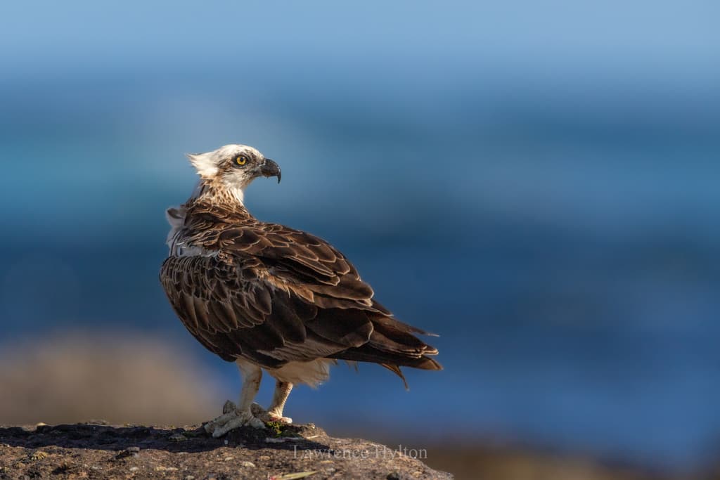 Eastern Osprey