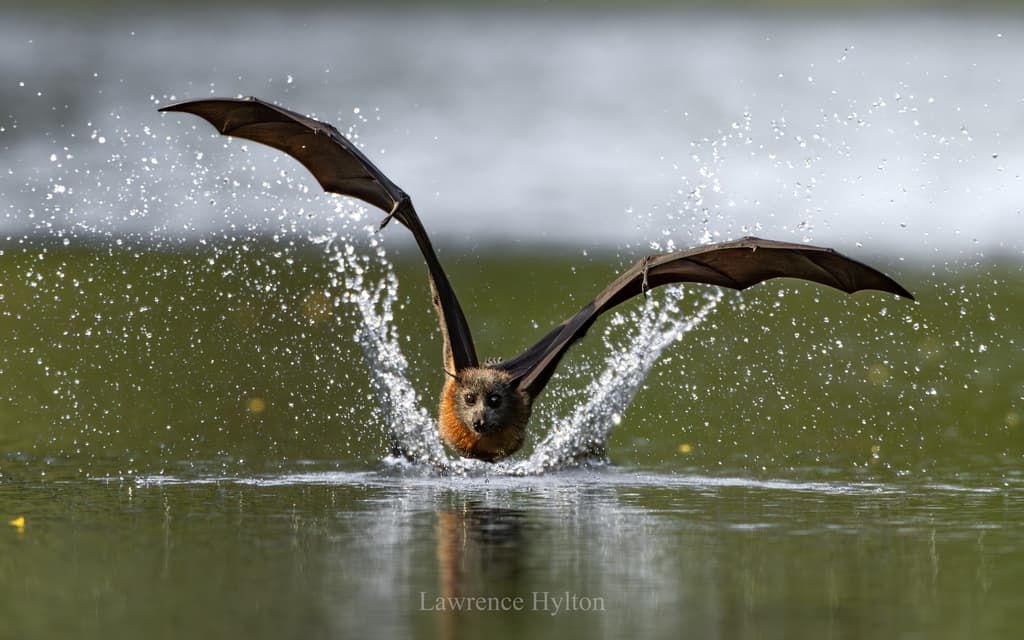 Hoary-headed Grebe