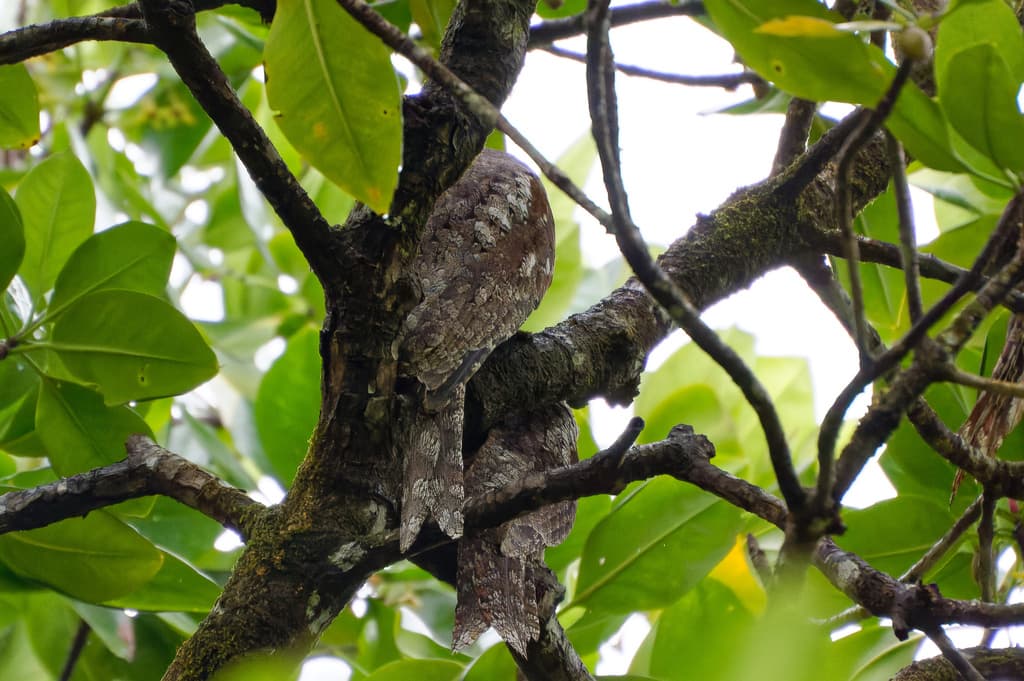 Papuan Frogmouth