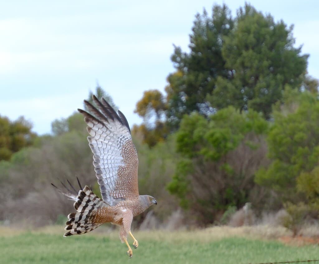 Spotted Harrier