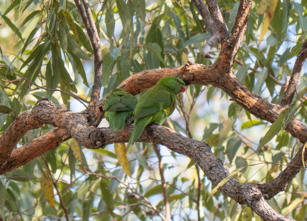 Scaly-breasted Lorikeet
