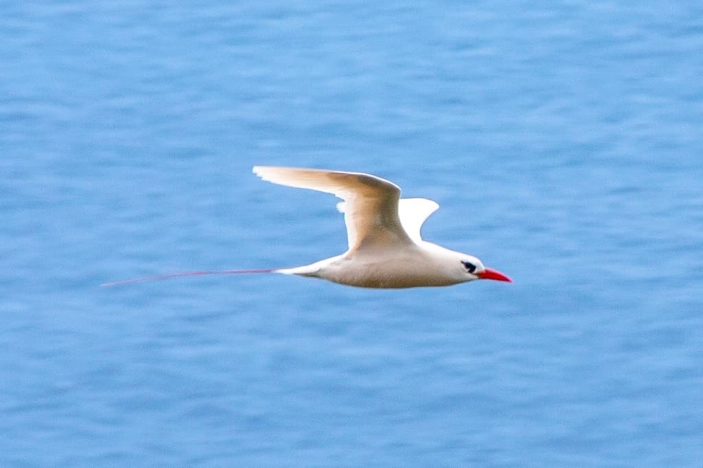 Red-tailed Tropicbird