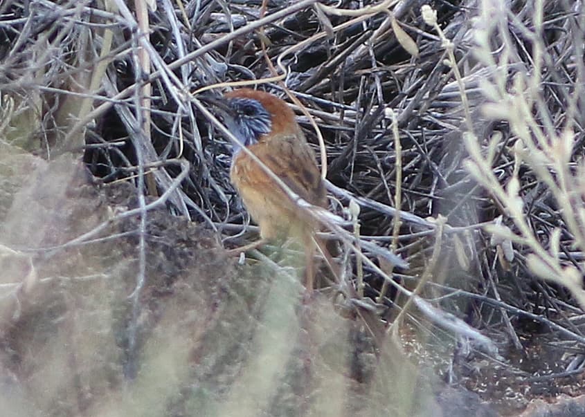Rufous-crowned Emu-wren
