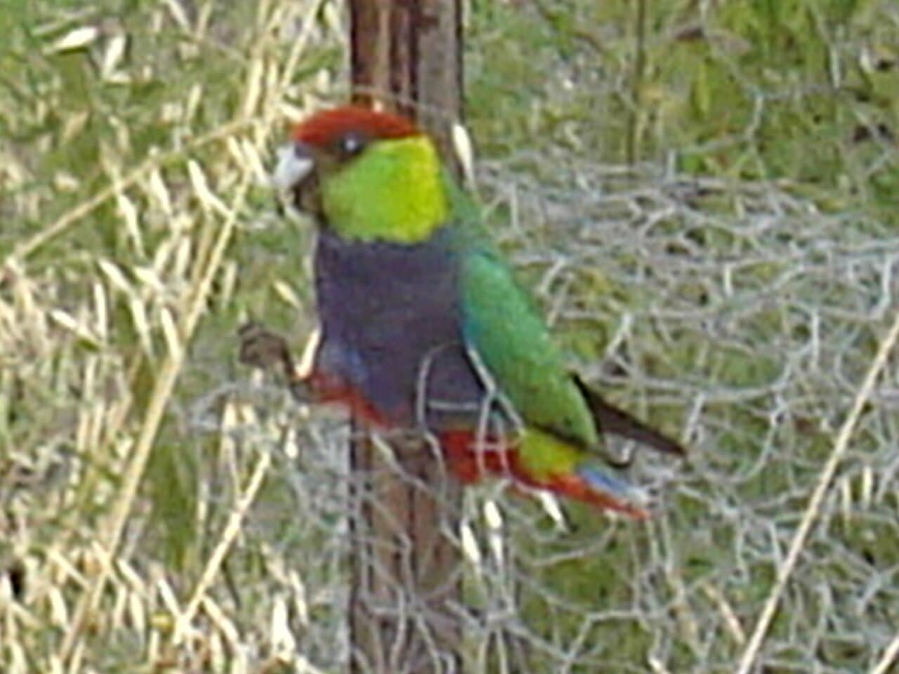 Red-capped Parrot