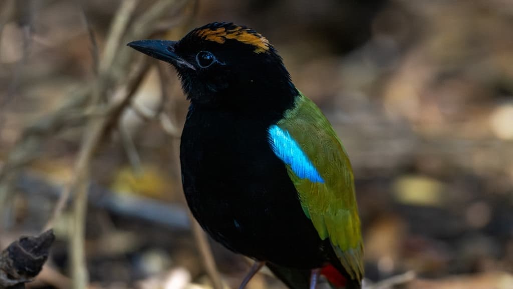 Rainbow Pitta