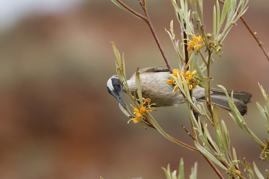 Silver-crowned Friarbird