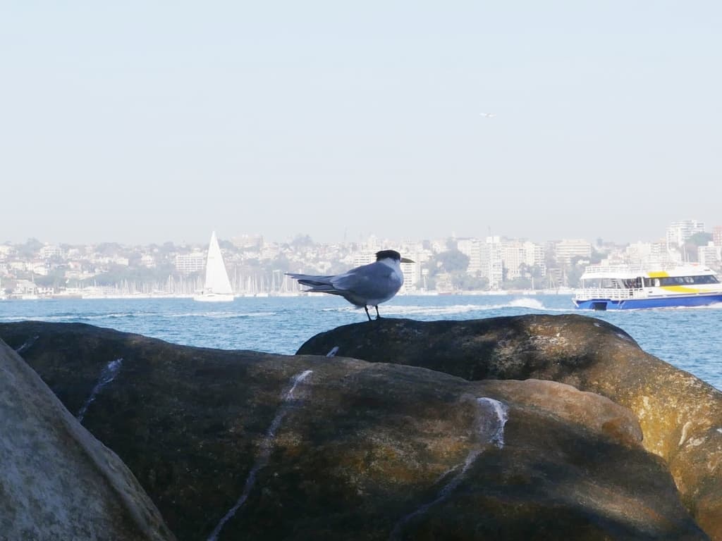 Greater Crested Tern