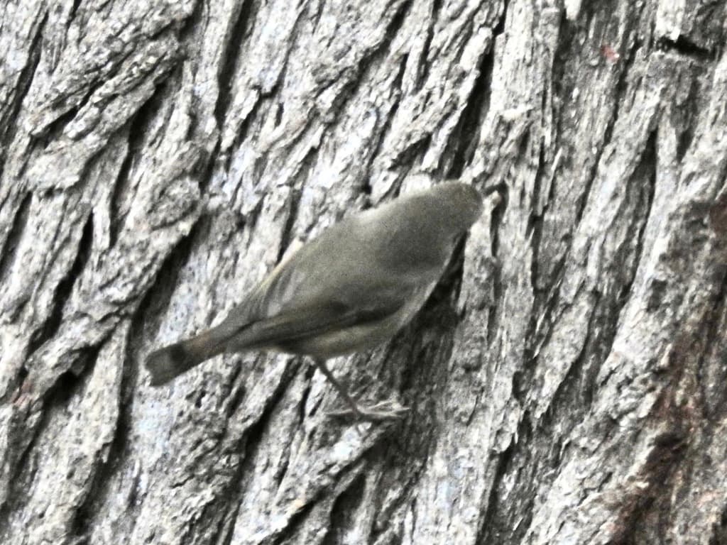 Tasmanian Thornbill