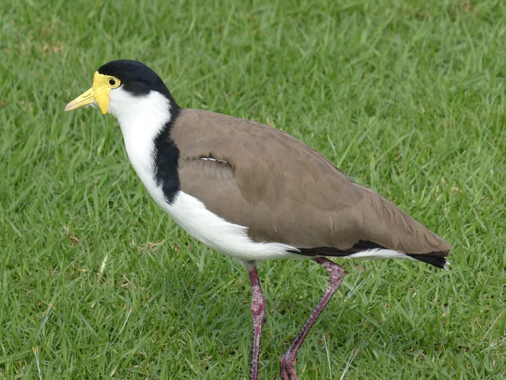 Masked Lapwing