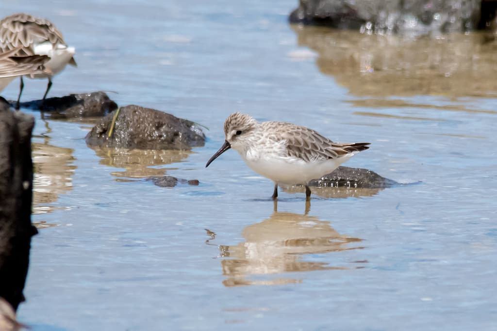 Broad-billed Sandpiper