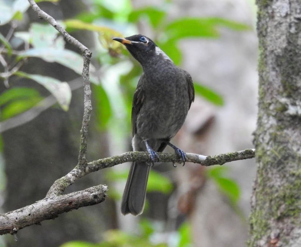 Bridled Honeyeater