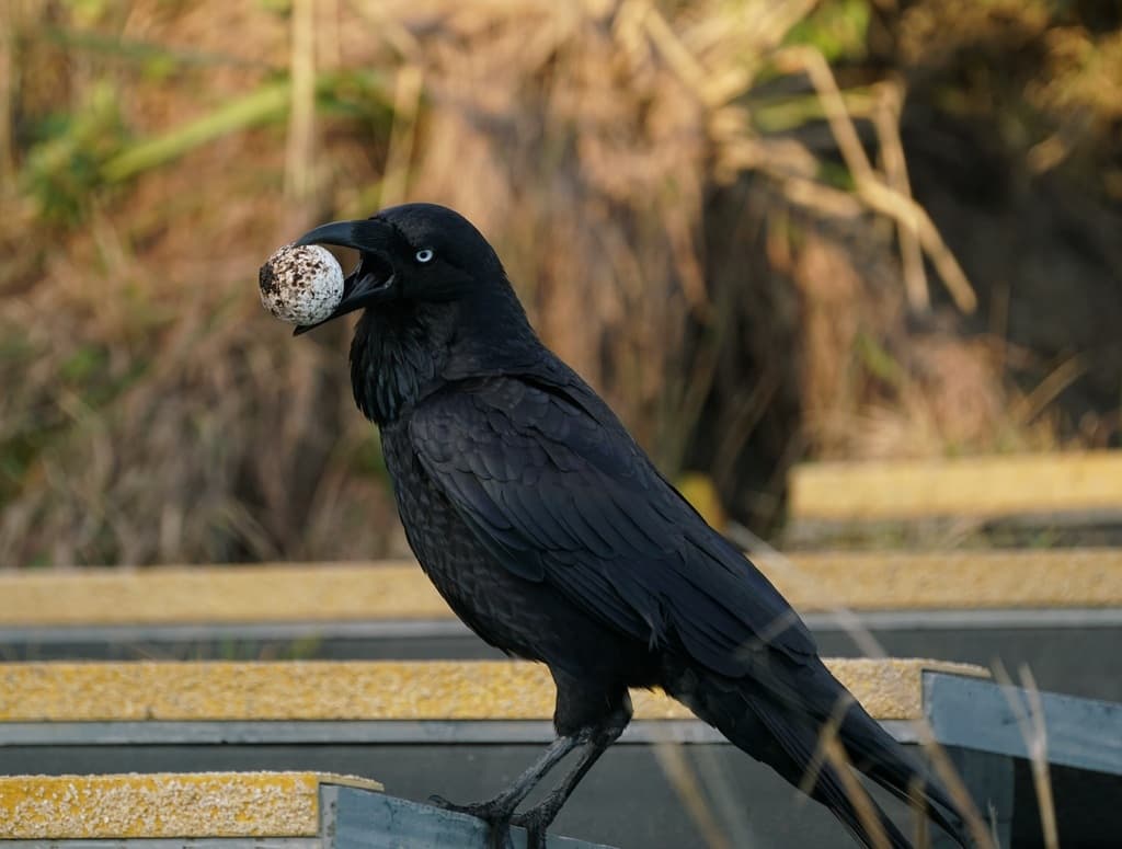 Australian Raven