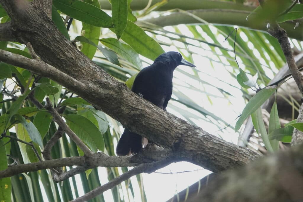 Black Butcherbird