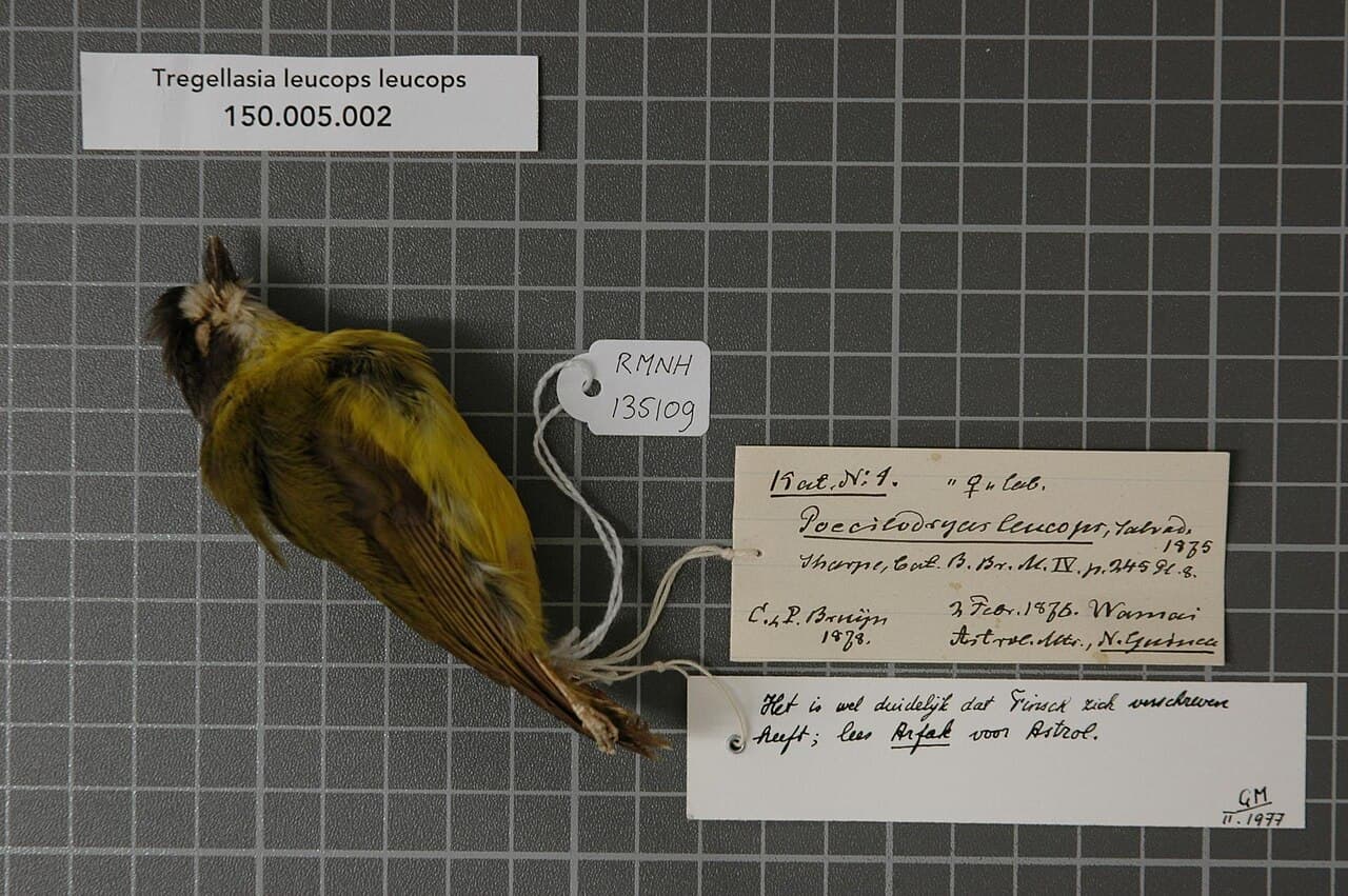 White-faced Robin