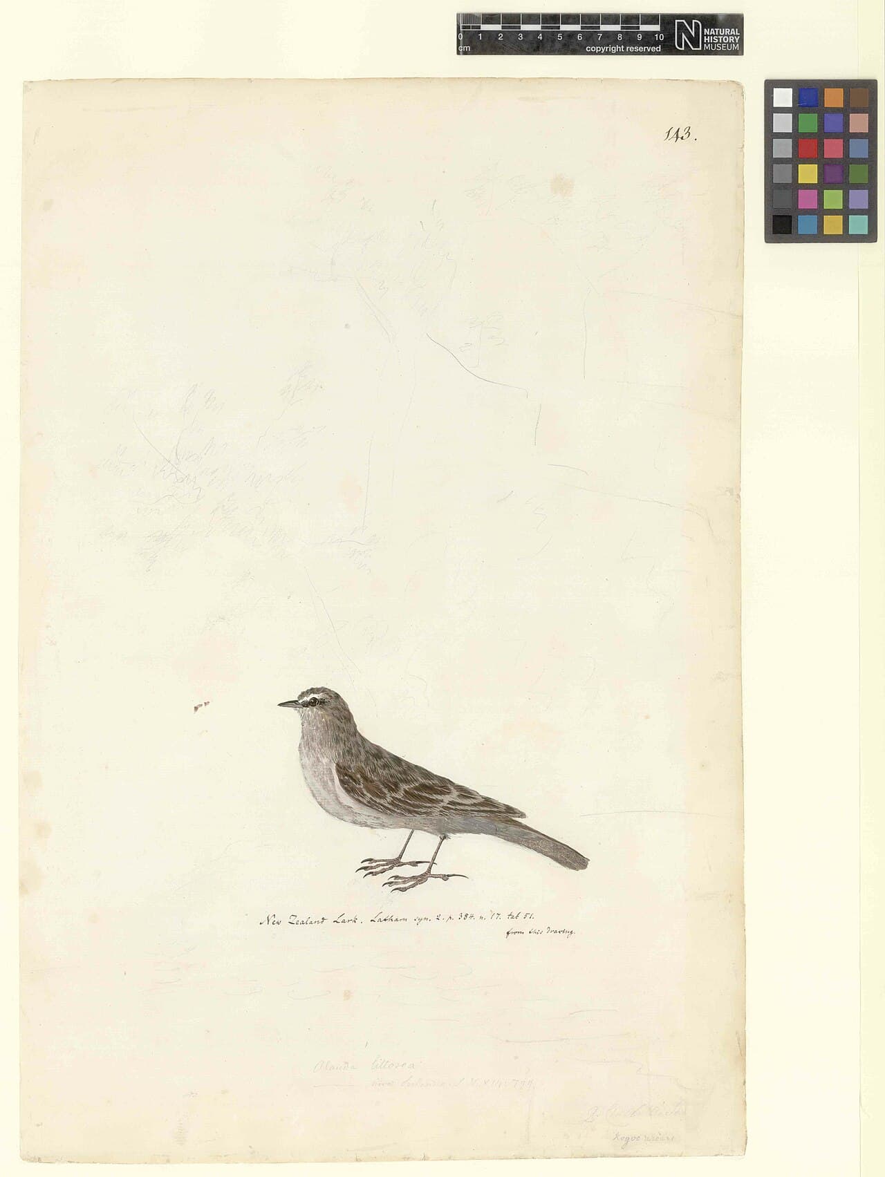 Australian Pipit