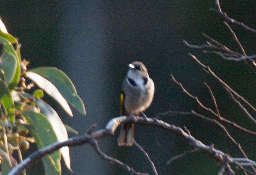 Crescent Honeyeater