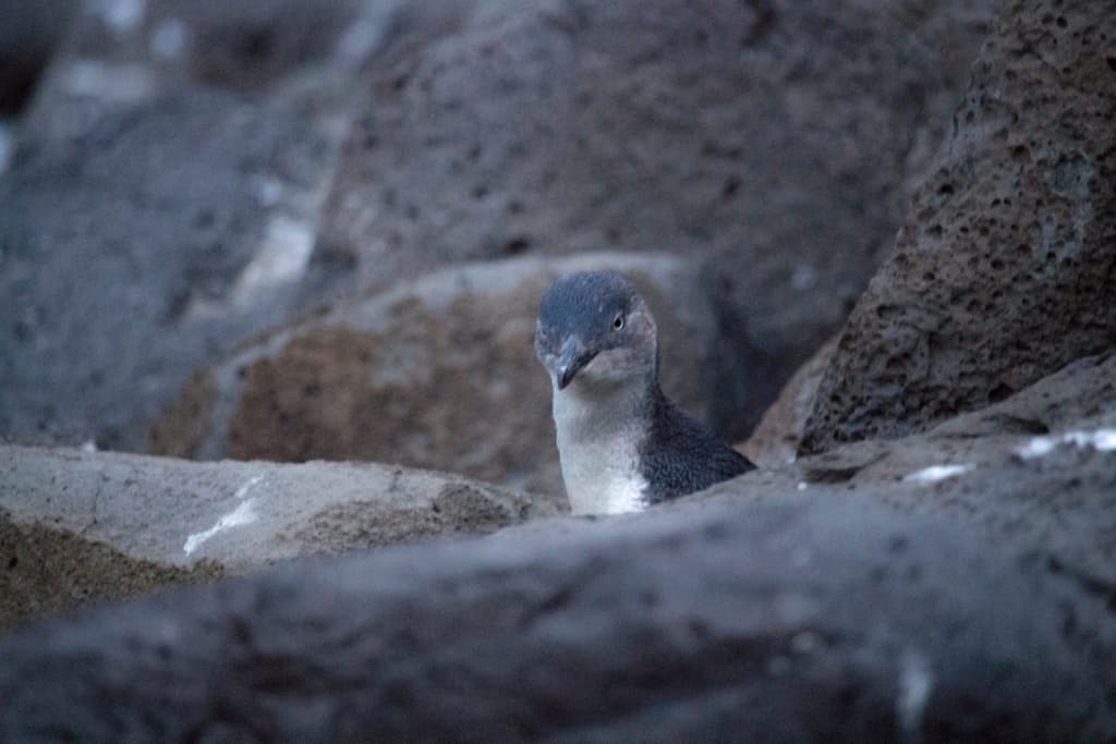 Little Penguin