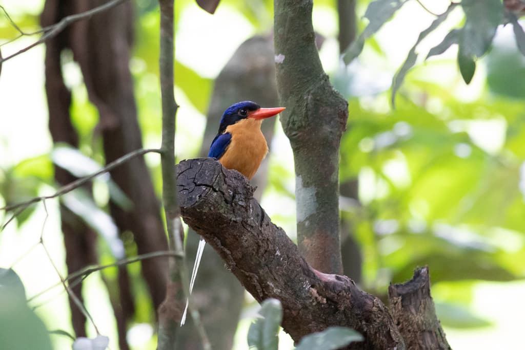 Buff-breasted Paradise Kingfisher