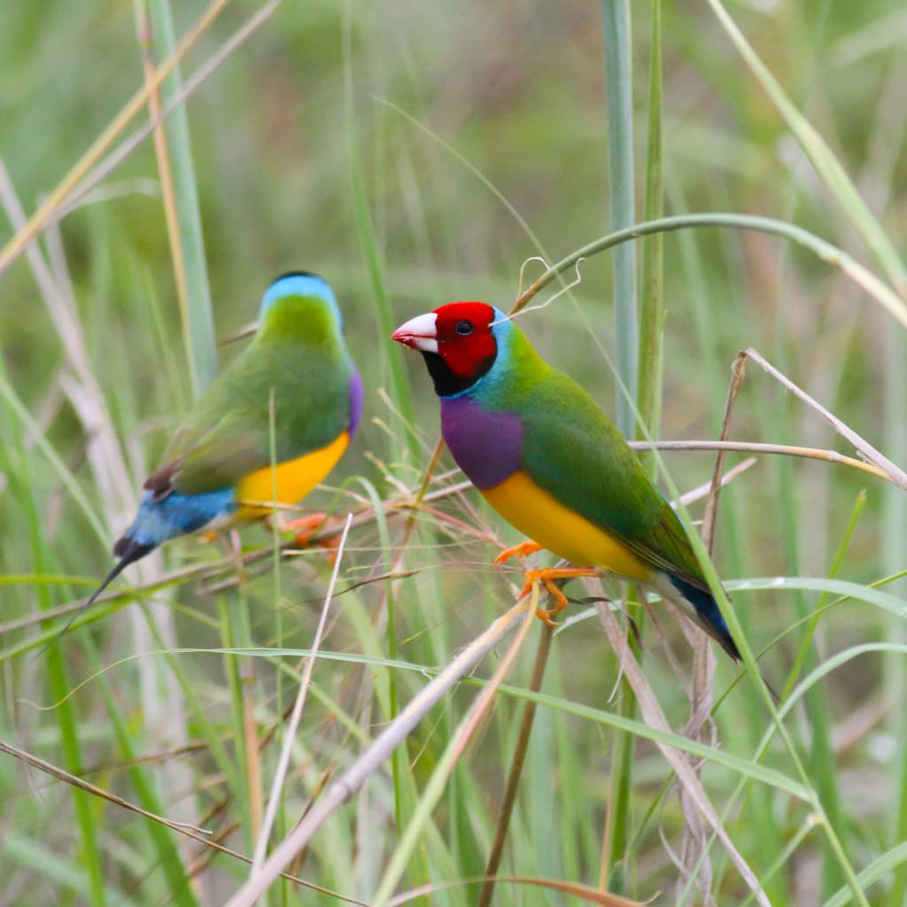 Gouldian Finch
